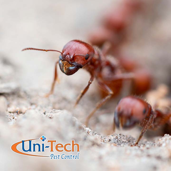 Uni-Tech Pest Control project