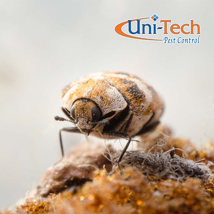 Uni-Tech Pest Control project